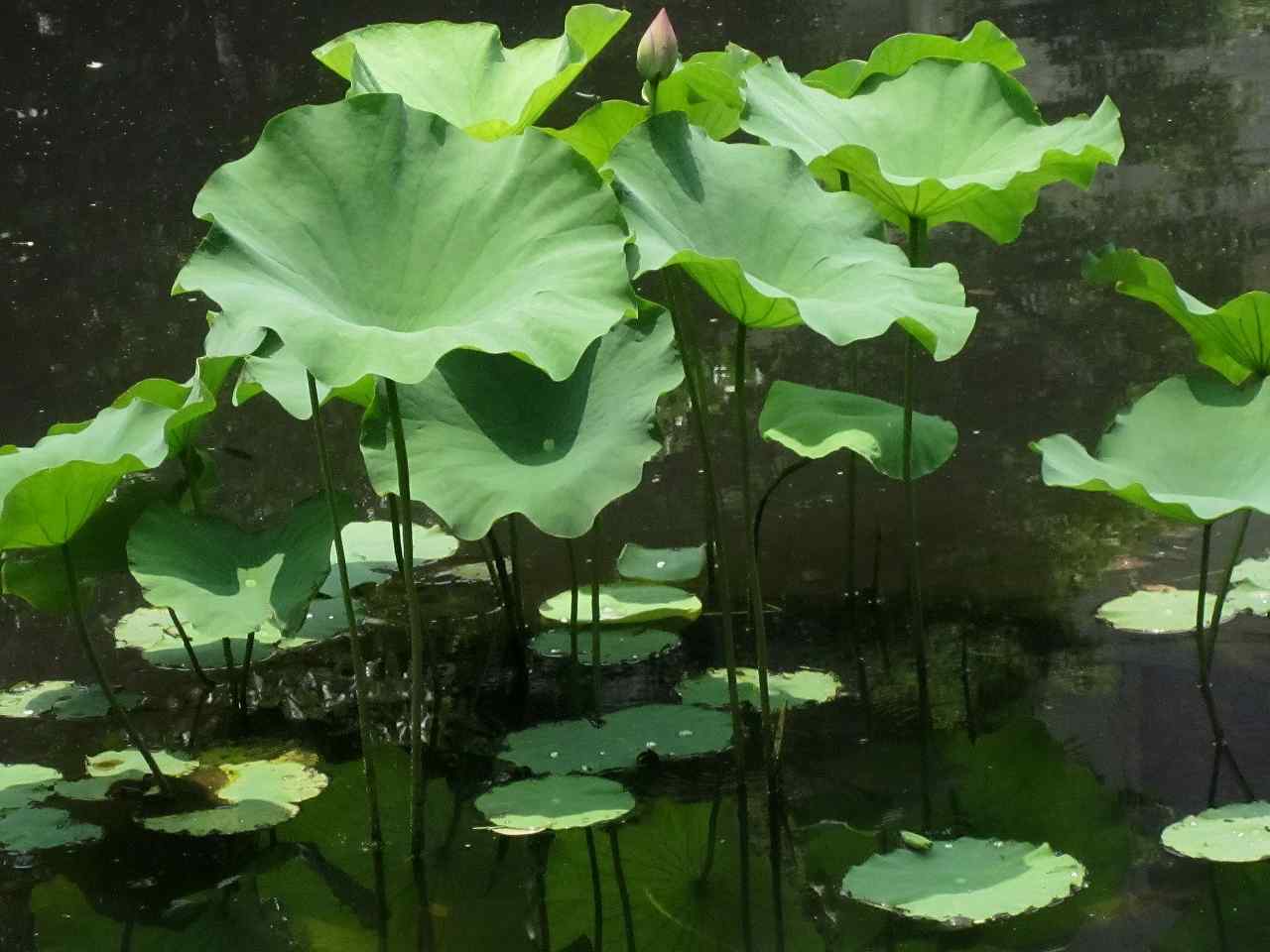 画像3:東京国立博物館庭園no.21